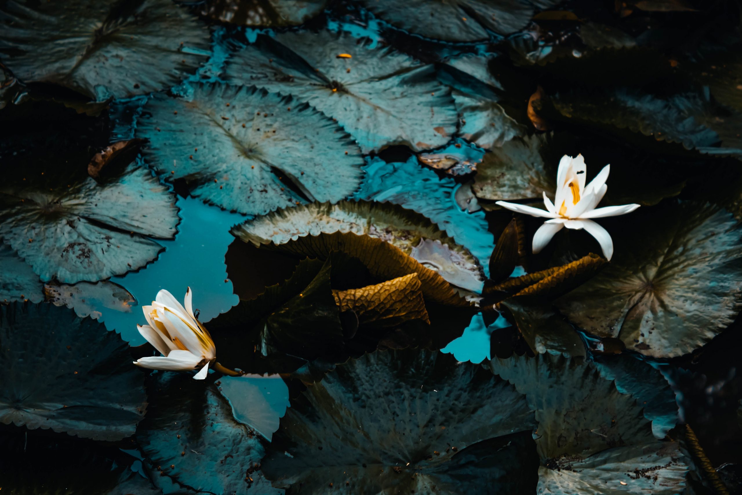 white-petaled plants on water